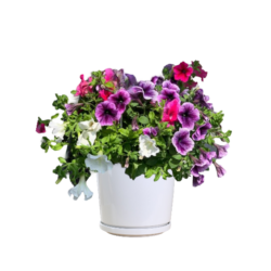 Petunia (Petunia spp. & hybrida)